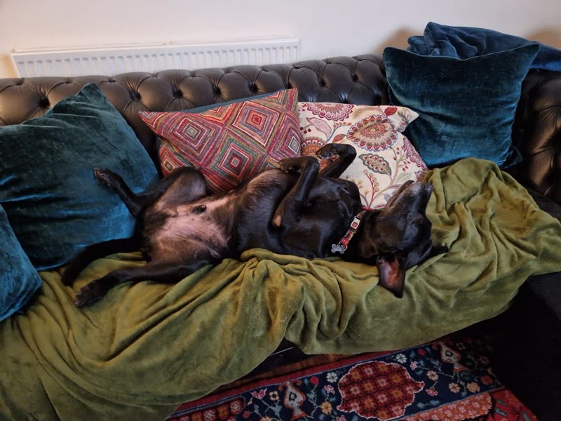 A dark-coated dog asleep on a grey buttoned sofa with cushions and a green blanket
