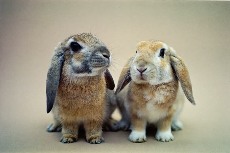 Two rabbits sitting side by side on a plain pastel backdrop
