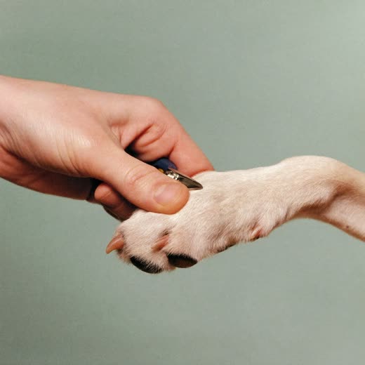 A dog's paw held for a nail trim on a plain pastel backdrop